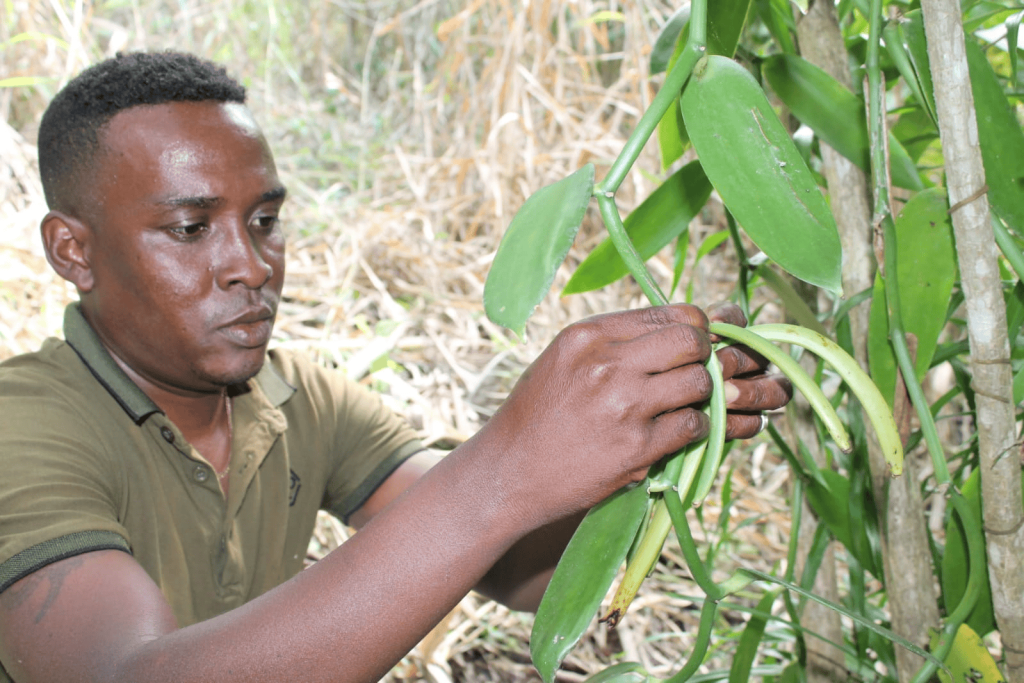 tahiry producteur vanille de madagascar