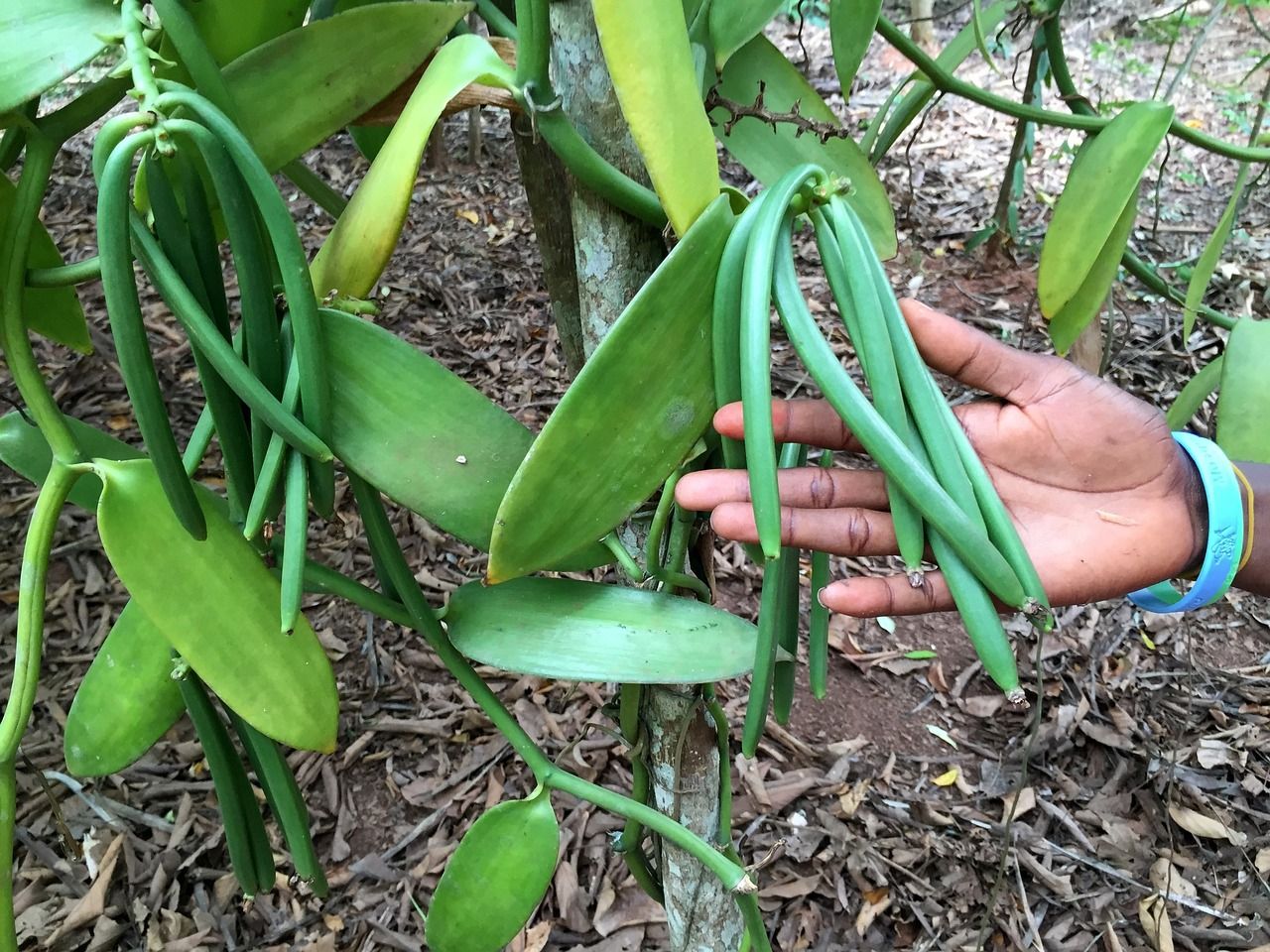plantation de vanille de Madagascar