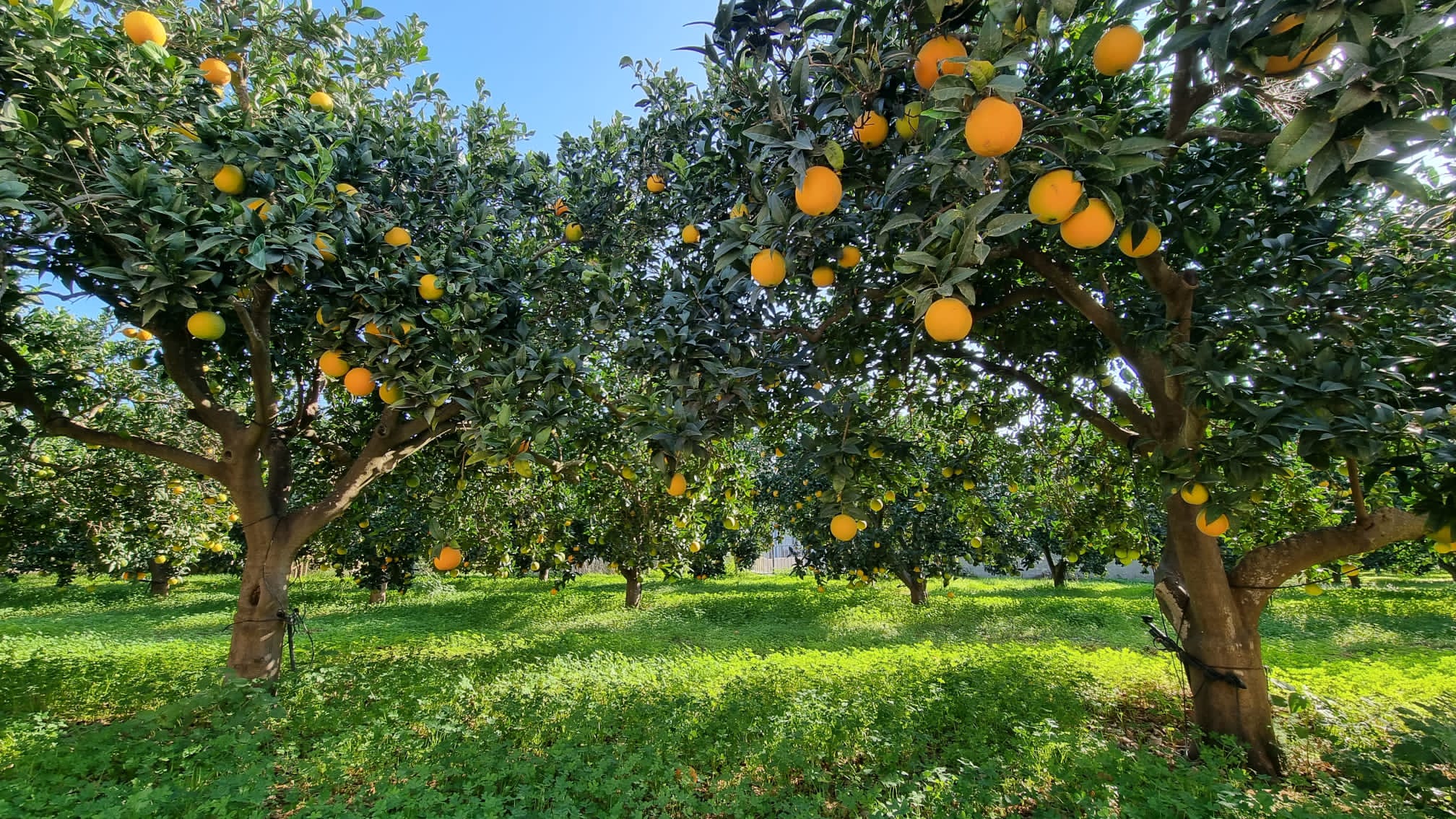 vergers d'orangers sicile