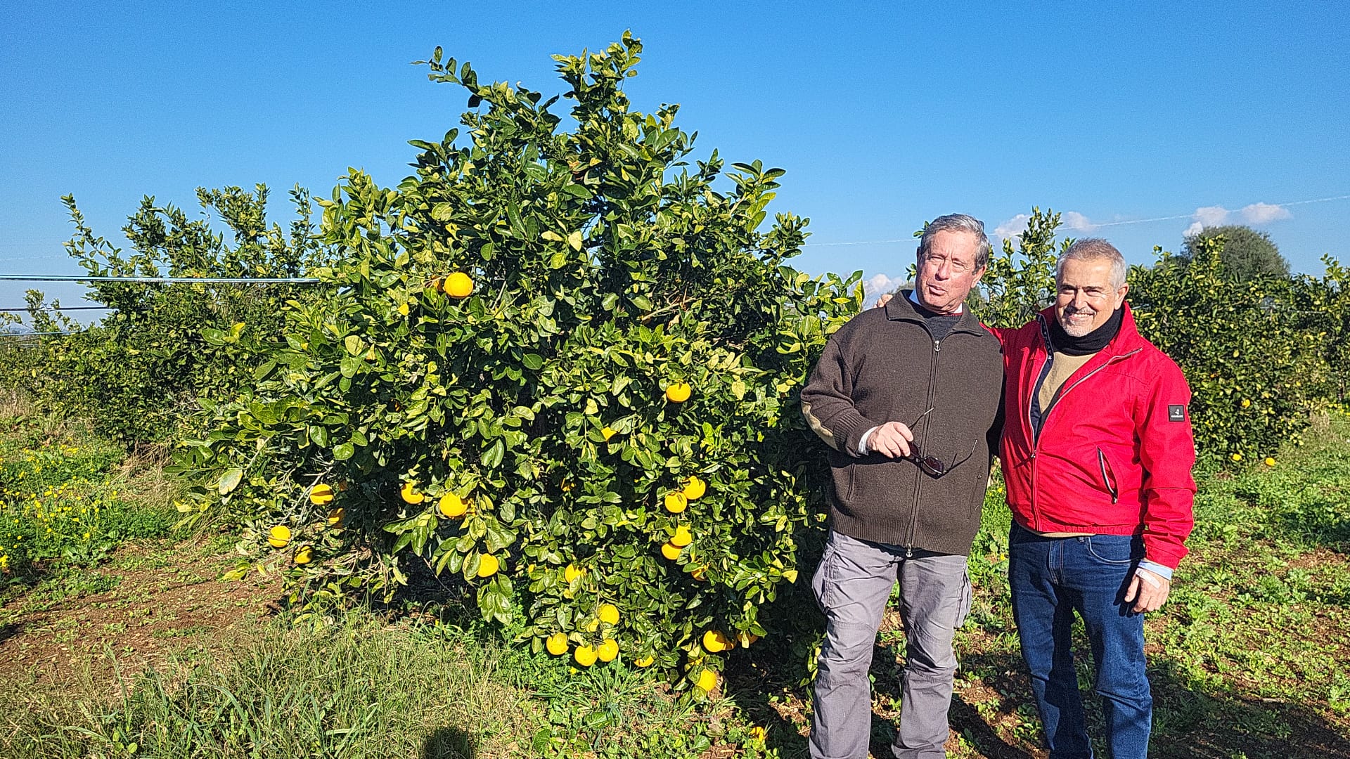 producteurs d'agrumes bio sicile