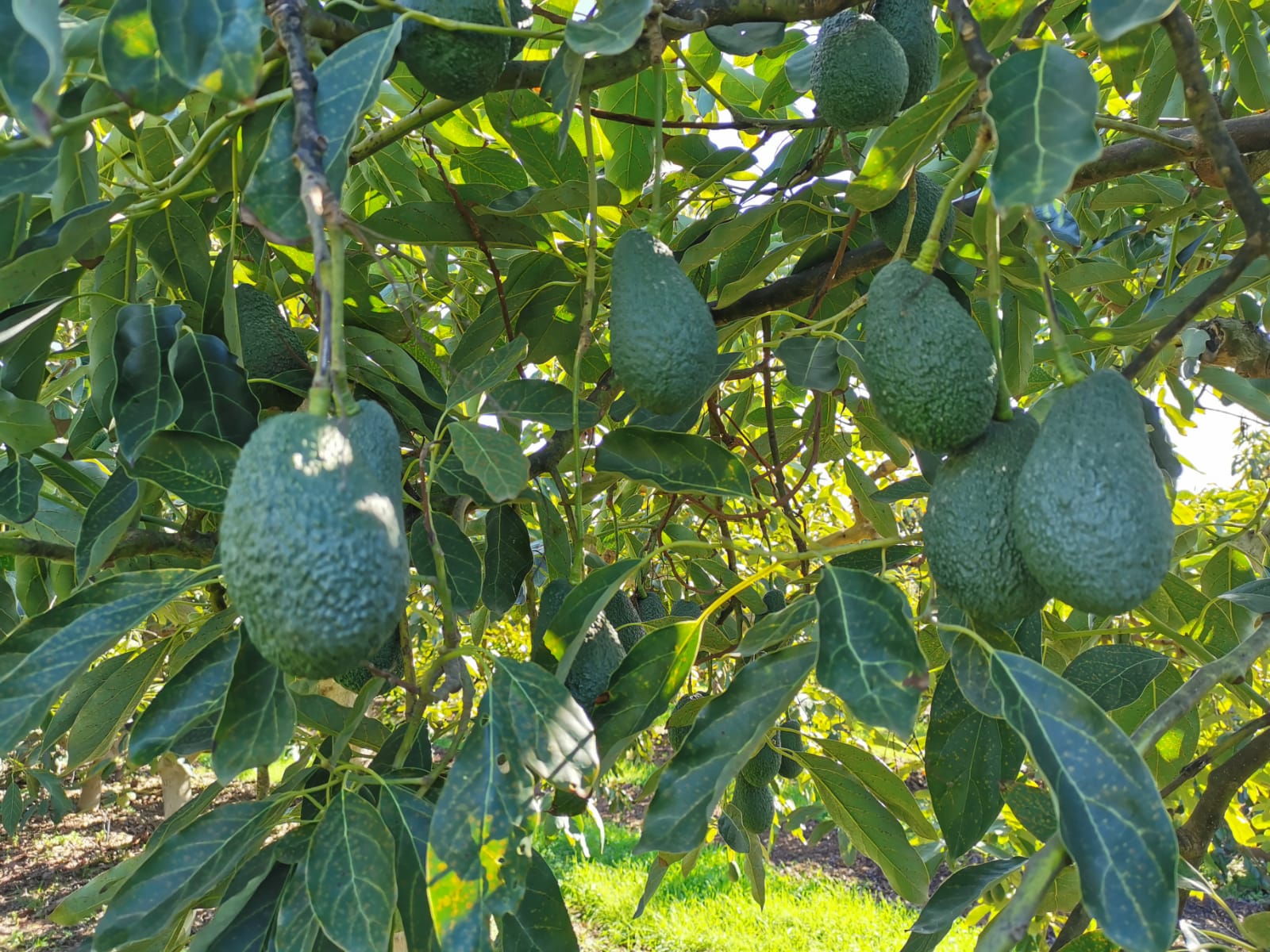 avocatier espagne eticmiam