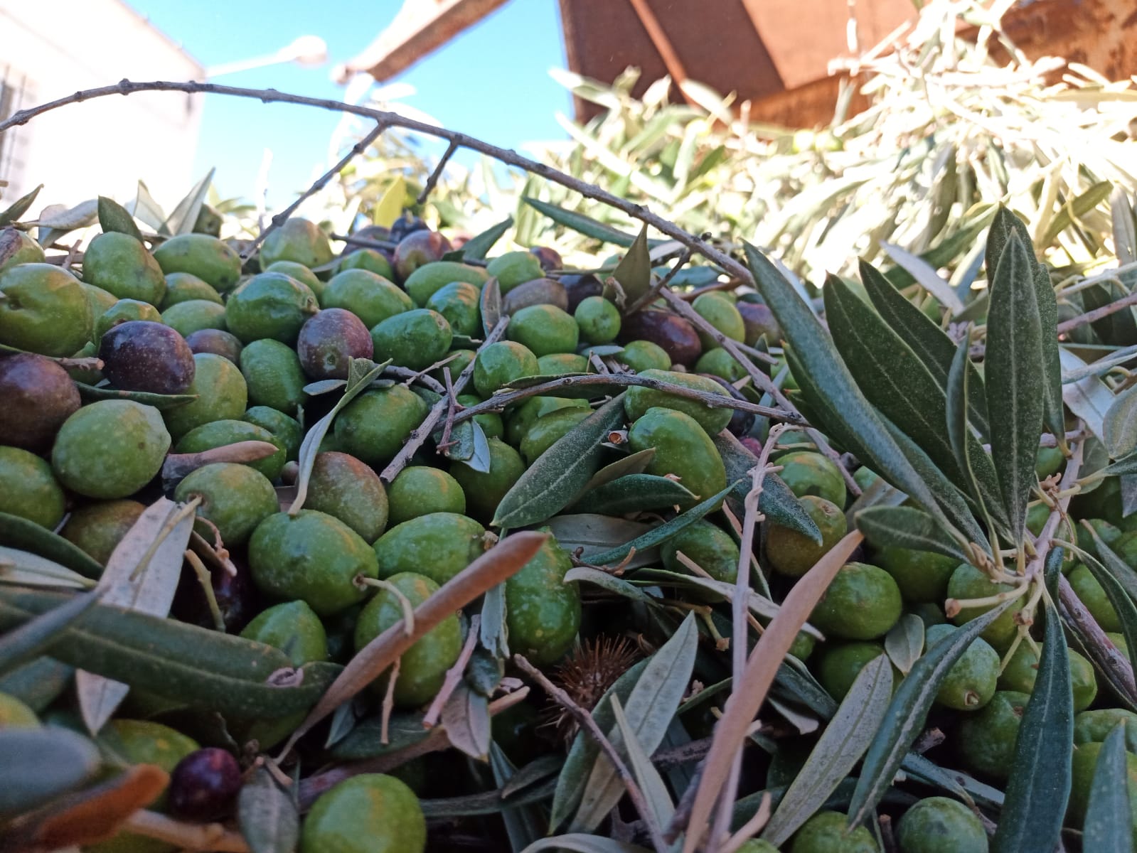 olives pour huile d'olive bio espagne