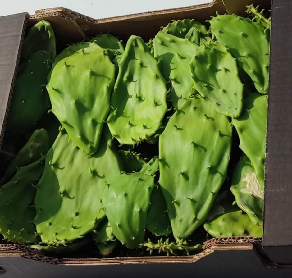 brotes de nopal, feuille de figuier de barbarie