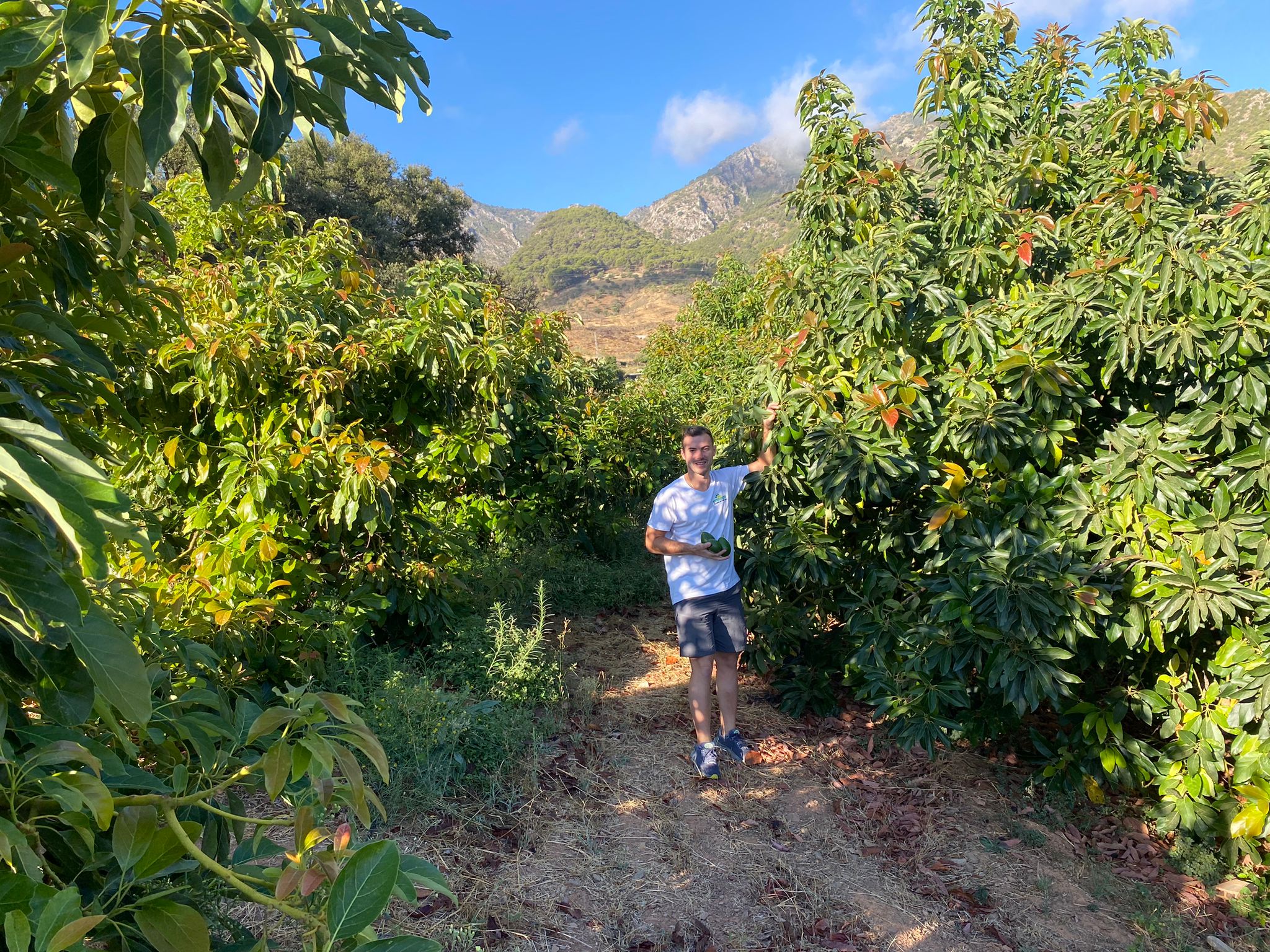 producteur avocats bio espagne