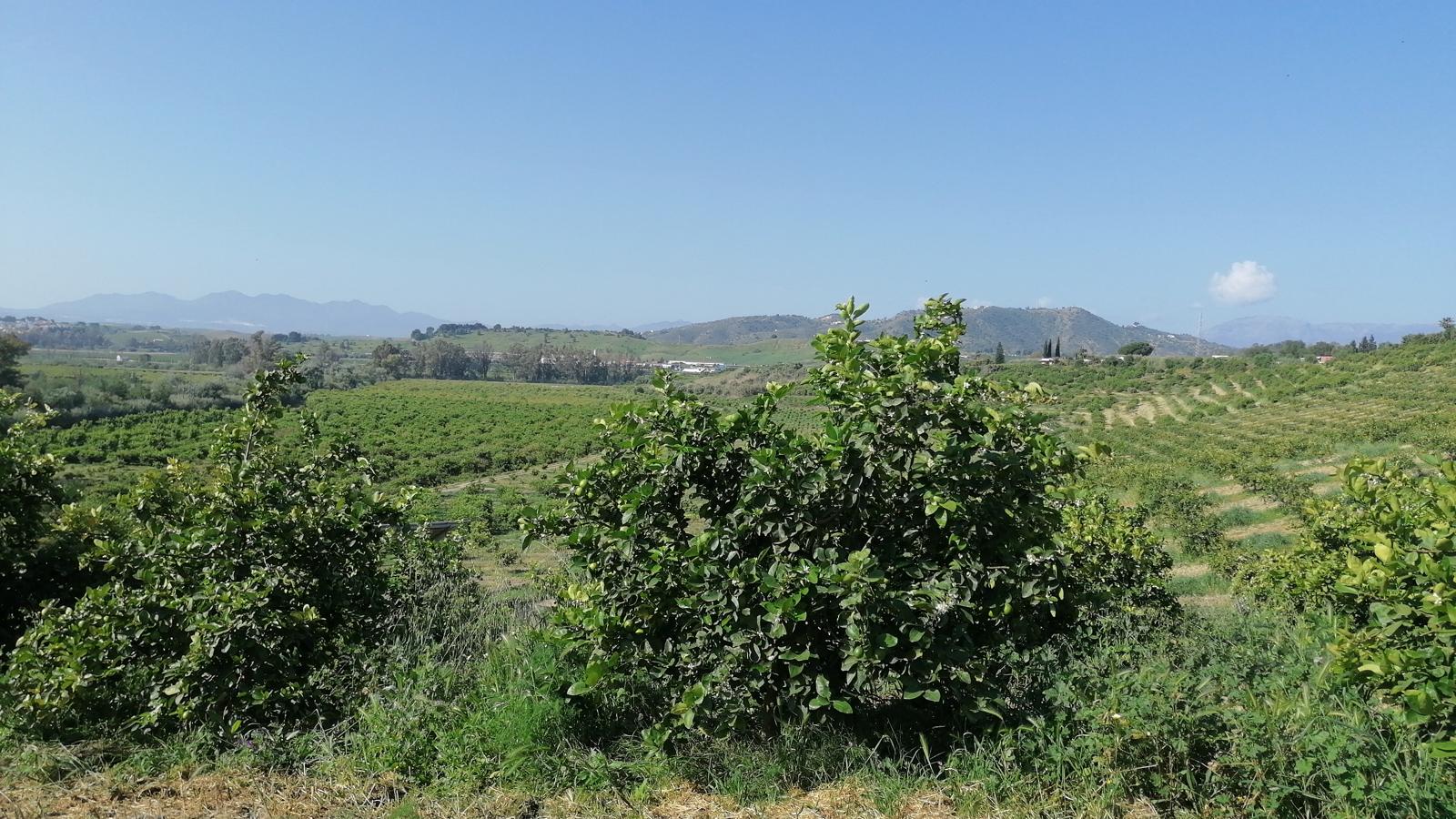 vergers d'agrumes espagne