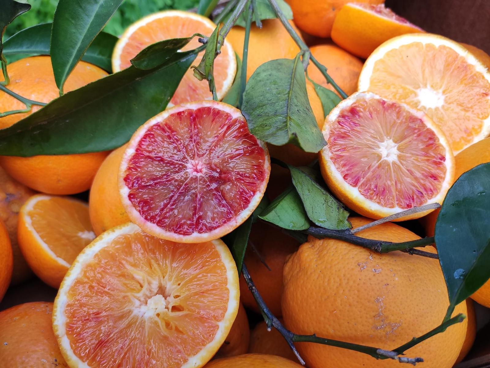 oranges sanguines bio sicile