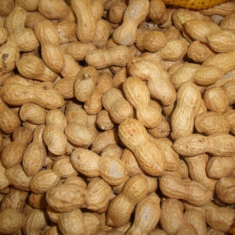 hamady cacahuètes