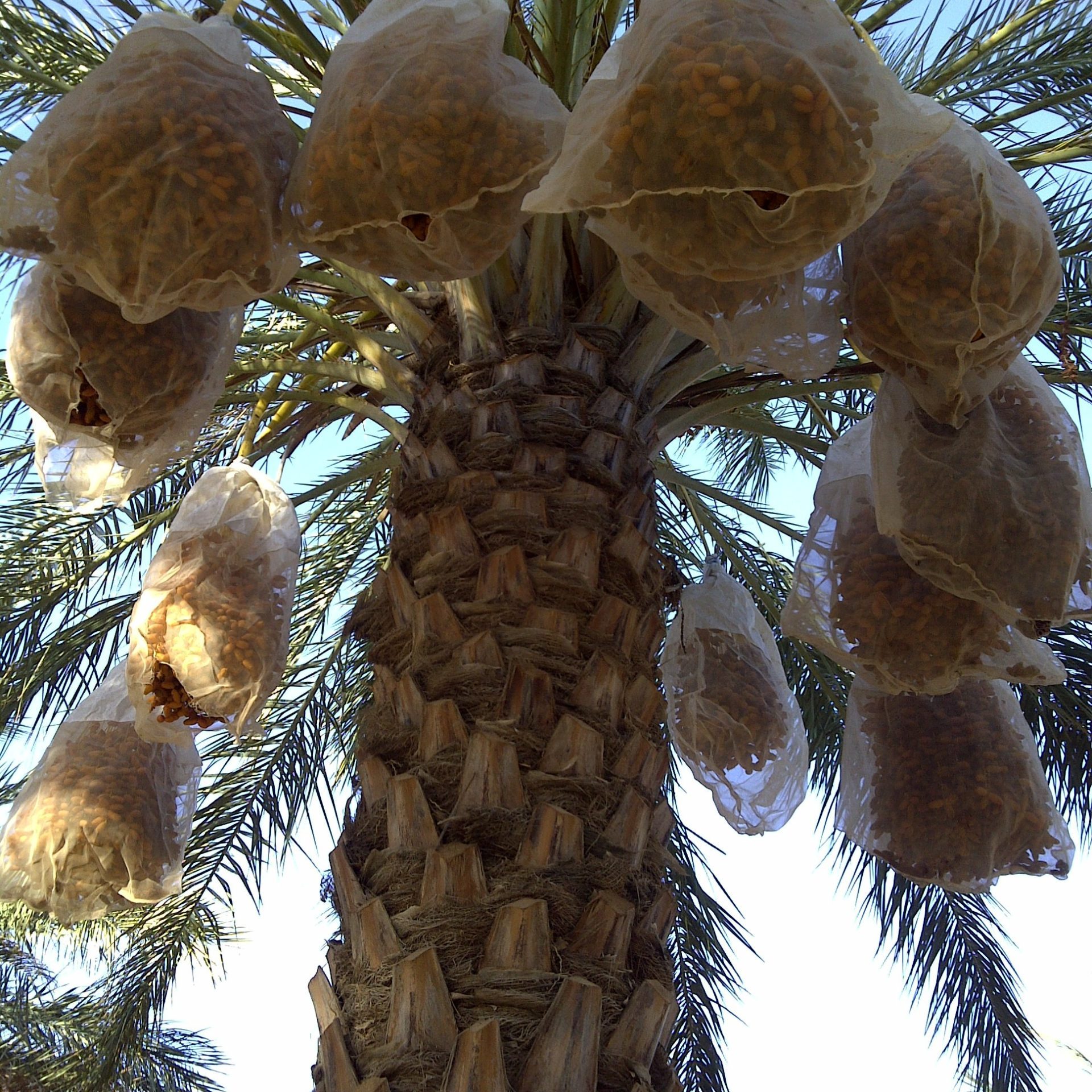 Tunisie palmeraies (2)