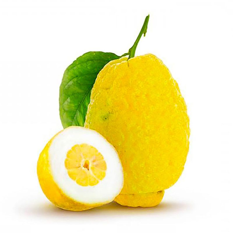 citron-cedra_bioscula